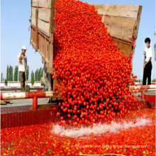 70g to 4500g Red Tomato Paste